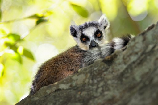 MADA_120713_0354_el Ringed-Tail Lemur (Lemur Catta) - Isalo NP