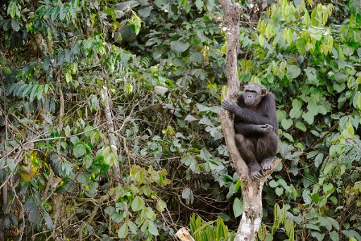 _GAB3625_1 Scimpanzé - Foresta pluviale del Gabon