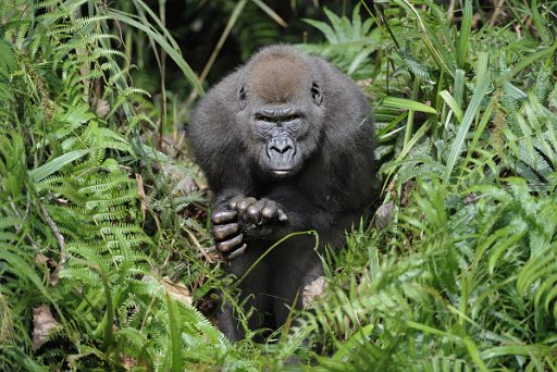 _GAB3830 Gorilla di pianura - Foresta pluviale del Gabon