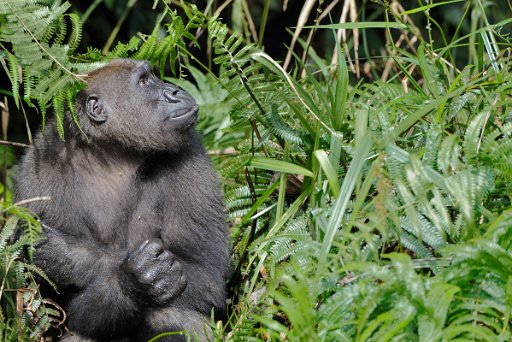 _GAB3847 Gorilla di pianura - Foresta pluviale del Gabon