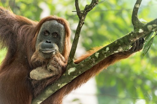 _D4S2848 Orangutan - Sumatra (Indonesia)