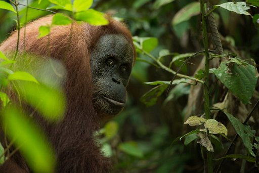 _D4S2879 Orangutan - Sumatra (Indonesia)