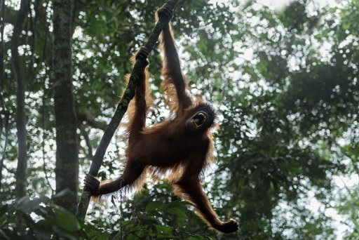 _D4S3055 Orangutan - Sumatra (Indonesia)