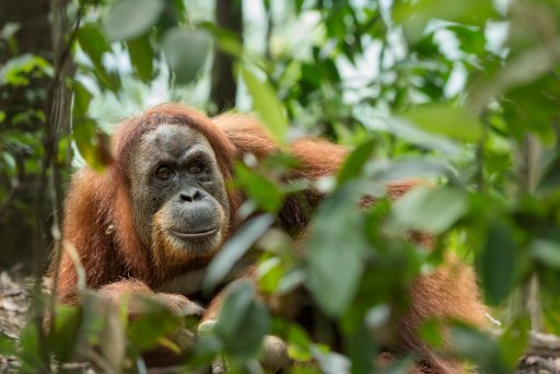 _D4S3908 Orangutan - Sumatra (Indonesia)