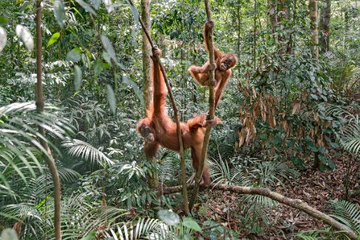 _D854622_2 Orangutan - Sumatra (Indonesia)