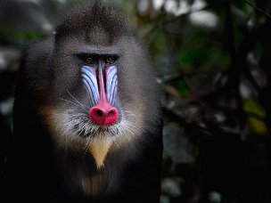 Gabon Un viaggio nella foresta pluviale dell'Africa occidentale, alla ricerca di primati. Nell'intrico della jungla, in un...