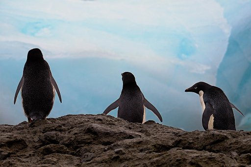_D4L0079 Pinguini di Adelia - Adelie Penguins - Penisola Antartica