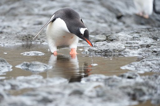 _D4L0174 Pinguino Papua - Gentoo Penguin - Penisola Antartica