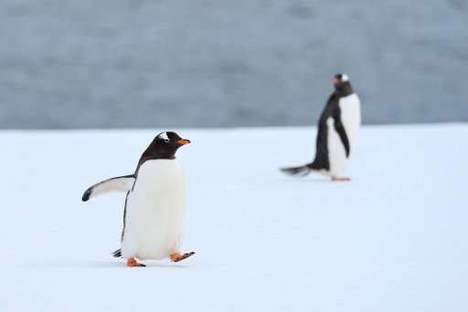 _D4L2883 Pinguini Papua - Gentoo Penguins - Penisola Antartica
