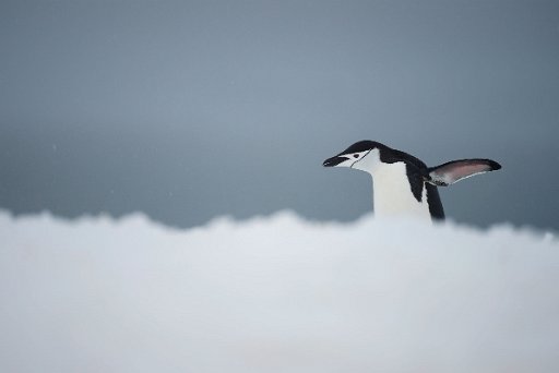 _D4L953_2 Pinguino Antartico - Chinstrap Penguin - Penisola Antartica