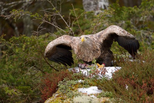 _D4D6847 Aquila coda-bianca (White -tailed eagle) - Norvegia